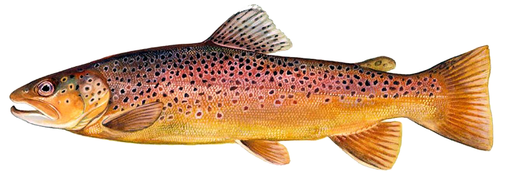 Salmo trutta fario.jpg
